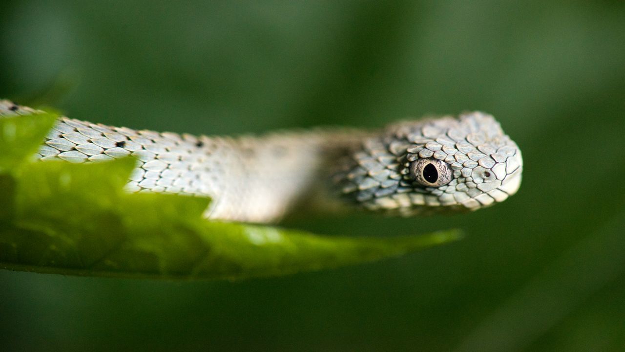 Houston Zoo 3 newborn Tiny Bush Vipers